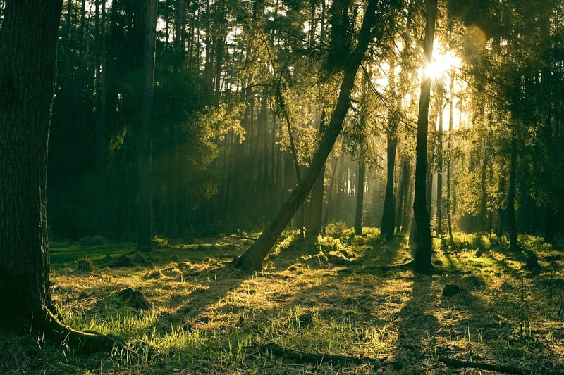 Magical Forest
